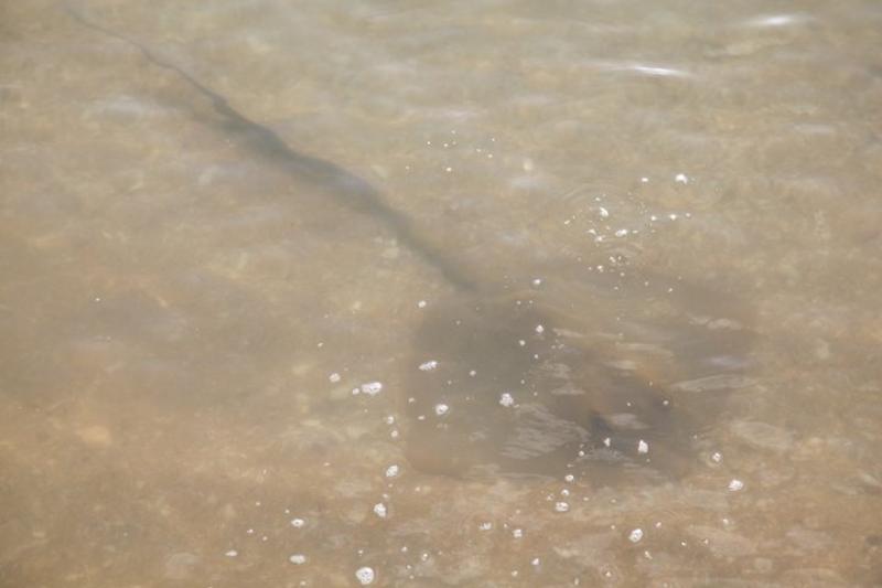 Hunting Steve ErwinThis stingray was one of dozens hunting along the edge of the beach.