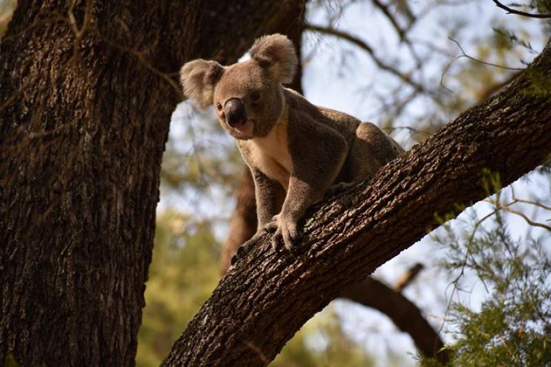 Kilkivan Bush Camping